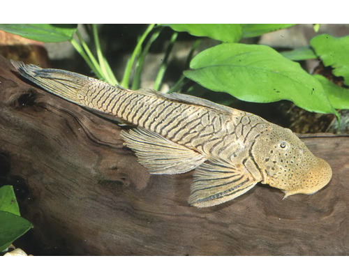 Hexenwels auf einer Wurzel in einem Aquarium mit grünen Pflanzen im Hintergrund.
