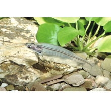 Silure de verre transparent nageant dans un aquarium au-dessus de pierres et près de plantes aquatiques vertes.