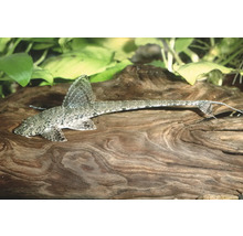 Gemusterter Hexenwels Rineloricaria auf einer Wurzel im Aquarium.