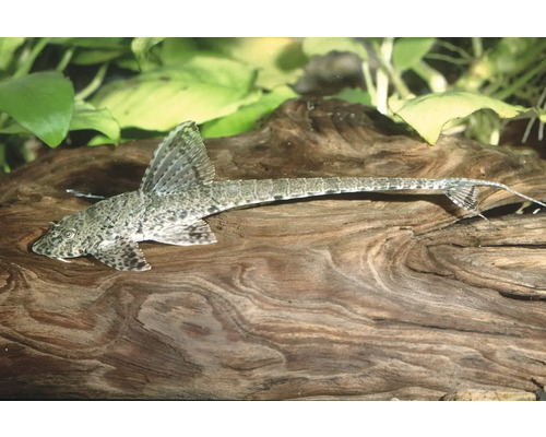 Fisch Hexenwels - Loricaria parvae Gemusterter Hexenwels Rineloricaria auf einer Wurzel im Aquarium.