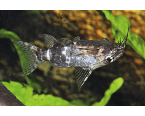 Rückenschwimmender Kongowels Synodontis nigriventris im Aquarium.