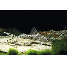 Engel-Antennenwels mit dunklen Punkten und langen Barteln im Aquarium auf einem Stein mit Algen.