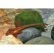 Roter Hexenwels Rineloricaria Red in einem Aquarium auf Steinen neben einem Moosball.