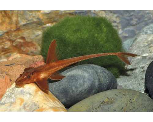 Roter Hexenwels Rineloricaria Red in einem Aquarium auf Steinen neben einem Moosball.
