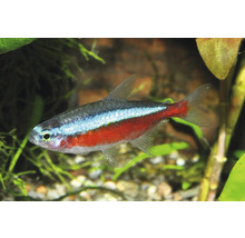 Neonsalmler Paracheirodon innesi im bepflanzten Aquarium mit Kiesboden.