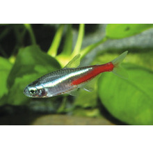 Neonsalmler Paracheirodon innesi, kleiner Süßwasserfisch für Aquarien mit blauem und rotem Längsstreifen.