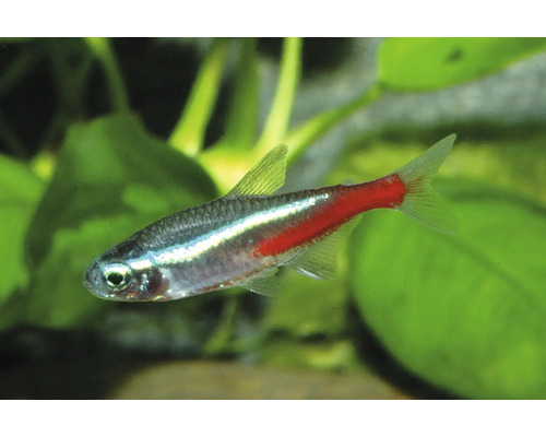 Neonsalmler Paracheirodon innesi, kleiner Süßwasserfisch für Aquarien mit blauem und rotem Längsstreifen.
