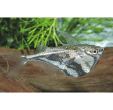 Marmorierter Beilbauchfisch Carnegiella strigata in einem Aquarium vor Wasserpflanzen.