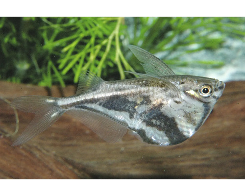 Marmorierter Beilbauchfisch Carnegiella strigata in einem Aquarium vor Wasserpflanzen.