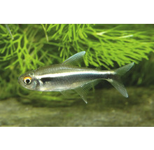 Néon noir Hyphessobrycon herbertaxelrodi dans un aquarium planté.