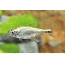 Gold-Tetra Hemigrammus rodwayi Zierfisch für Aquarien