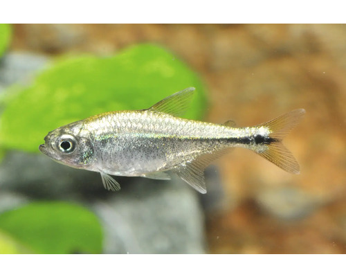 Gold-Tetra Hemigrammus rodwayi Zierfisch für Aquarien