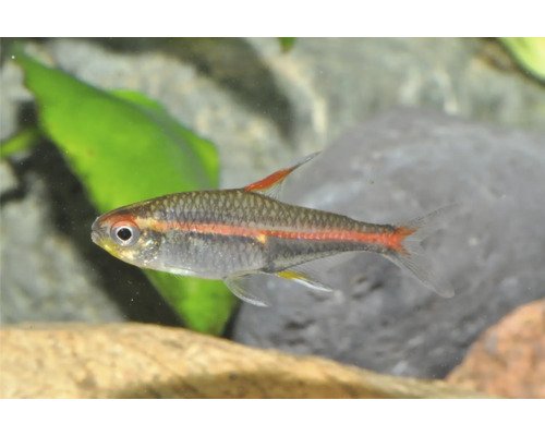 Glühlichtsalmler Hemigrammus erythrozonus an engem hellen Aquarium mat enger Planz an engem Steen.