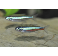 Néon bleu (Paracheirodon innesi) nageant dans un aquarium.