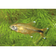 Tétra cuivré Hasemania nana dans un aquarium devant des plantes aquatiques vertes.