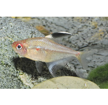 Tétra cœur-saignant Hyphessobrycon erythrostigma, poisson d'ornement argenté avec tache rouge à l'œil et nageoire dorsale à pointe noire.