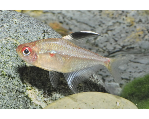 Fisch Kirschflecksalmler - Hyphessobrycon socolofi Fahnen-Kirschflecksalmler Hyphessobrycon erythrostigma, silbrig schimmernder Zierfisch mit rotem Fleck am Auge und schwarzer Rückenflossenspitze.