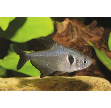 Tétra fantôme noir avec un corps argenté et une tache sombre derrière les ouïes dans un aquarium avec des plantes aquatiques et du bois.