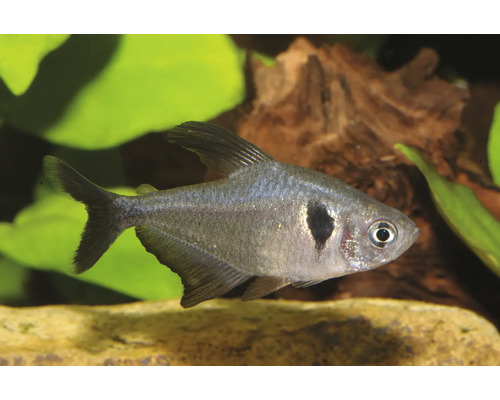 Schwarzer Phantomsalmler mit silbrigem Körper und dunklem Fleck hinter den Kiemen in einem Aquarium mit Wasserpflanzen und Wurzelholz.