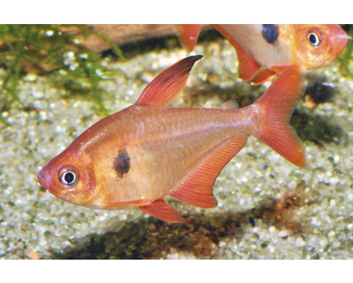 Blutsalmler Hyphessobrycon eques Zierfisch im Aquarium mit rötlichen Flossen und dunklem Fleck.