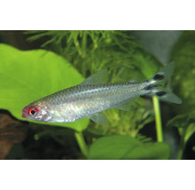 Rotmaulsalmler mit silbernem Körper und rotem Kopf in einem bepflanzten Aquarium.