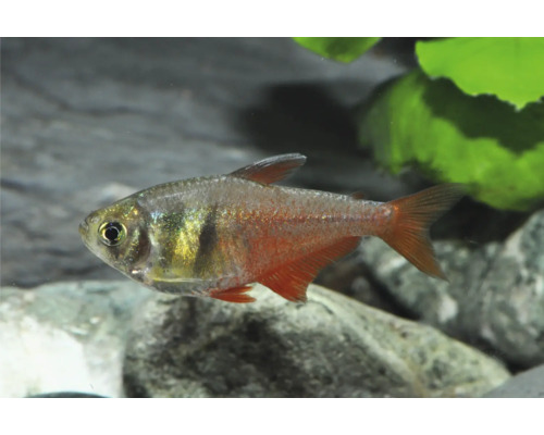 Roter von Rio Zierfisch schwimmend in einem Aquarium mit Steinen und grünen Pflanzen.