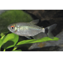 Rotaugensalmler Moenkhausia sanctaefilomenae in einem Aquarium mit Wasserpflanzen.