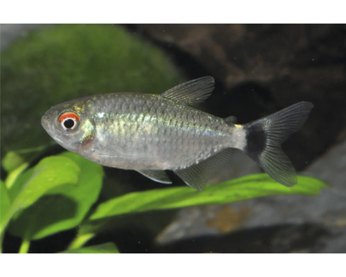 Fisch Rotaugen Moenkhausia - Moenkhausia sanctaefilomenae Rotaugensalmler Moenkhausia sanctaefilomenae in einem Aquarium mit Wasserpflanzen.