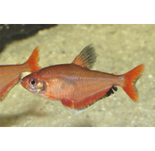 Flammensalmler Hyphessobrycon flammeus Zierfisch für das Aquarium.