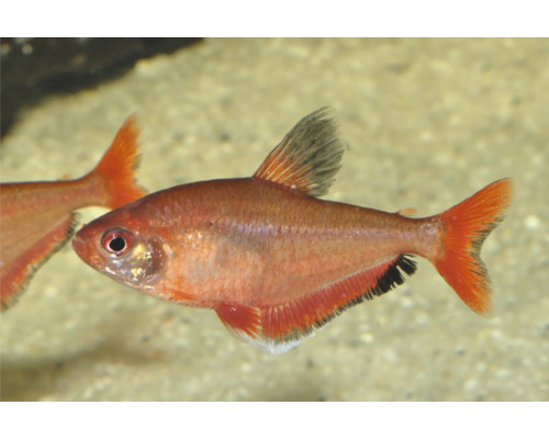 Fisch Blutsalmler med - Hyphessobrycon serpae Flammensalmler Hyphessobrycon flammeus Zierfisch für das Aquarium.