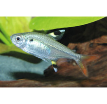 Sternflecksalmler Pristella maxillaris Zierfisch für das Aquarium mit transparentem Körper und Flecken auf den Flossen.