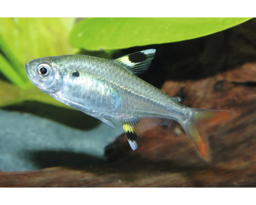 Sternflecksalmler Pristella maxillaris Zierfisch für das Aquarium mit transparentem Körper und Flecken auf den Flossen.