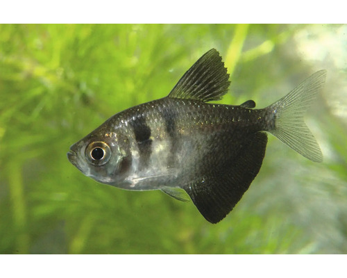 Fisch Trauermantelsalmler - Gymnocorymbus ternetzi Trauermantelsalmler Gymnocorymbus ternetzi Zierfisch für Süßwasser-Aquarien mit markanter schwarzer Färbung der hinteren Körperhälfte.