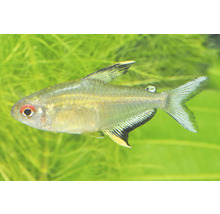 Zitronensalmler Hyphessobrycon pulchripinnis mit rotem Auge und gelb-schwarzen Flossen.