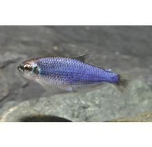 Blauer Tetra Boehlkea fredcochui Zierfisch für das Aquarium mit schimmerndem Körper und durchsichtigen Flossen.
