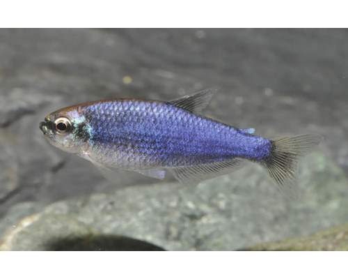 Fisch Königsalmler Superblue - Inpaichthys kerri Blauer Tetra Boehlkea fredcochui Zierfisch für das Aquarium mit schimmerndem Körper und durchsichtigen Flossen.