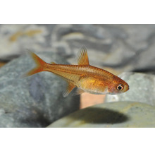Petit tétra étincelle orange nageant dans un aquarium au-dessus de pierres.