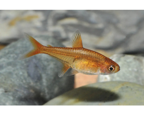 Petit tétra étincelle orange nageant dans un aquarium au-dessus de pierres.