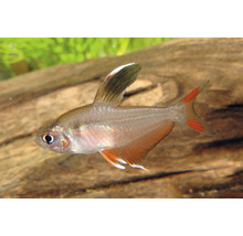 Tétra bentosi (Hyphessobrycon bentosi), poisson d eau douce pour aquarium avec des nageoires rougeâtres et une pointe blanche sur la nageoire dorsale.