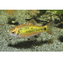 Barbus d'or Puntius semifasciolatus poisson d'ornement dans un aquarium sur sable.