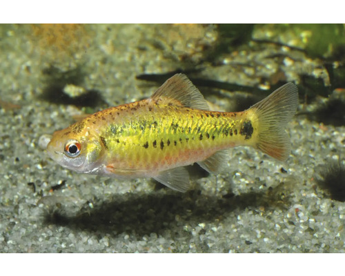 Messingbarbe Goldbarbe Puntius semifasciolatus Zierfësch am Aquarium op Sand.