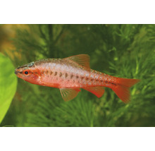 Bitterlingsbarbe Puntius titteya in einem Aquarium mit grünen Wasserpflanzen.