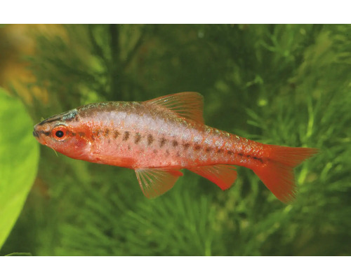 Bitterlingsbarbe Puntius titteya in einem Aquarium mit grünen Wasserpflanzen.