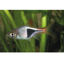 Keilfleckbärbling Trigonostigma heteromorpha mat engem charakteristesche schwaarze Fleck am Aquarium