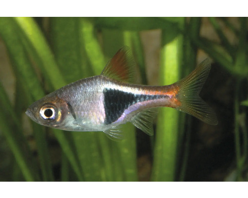 Keilfleckbärbling Trigonostigma heteromorpha mat engem charakteristesche schwaarze Fleck am Aquarium