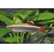 Kardinalfisch Tanichthys albonubes, klenge Séisswaasserfësch mat sëlwerem Kierper a roudelzege Flossen.