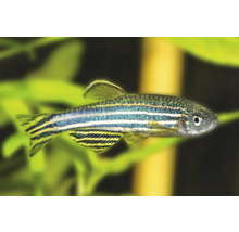 Zebrabärbling (Danio rerio), klenge Séisswaasserfësch mat charakteristesche Längssträifen fir d'Aquarium.