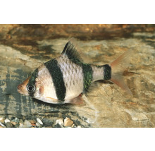Tigerbarbe, ein silbrig glänzender Süßwasserfisch für das Aquarium mit vier schwarzen vertikalen Streifen und rötlichen Flossen.