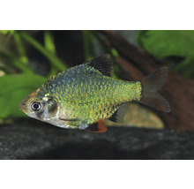 Moosbarbe Puntigrus tetrazona für Süßwasseraquarien.