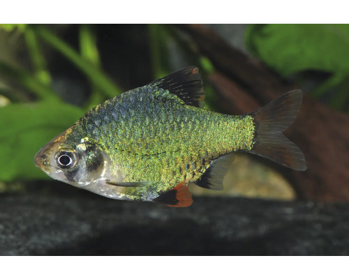 Moosbarbe Puntigrus tetrazona für Süßwasseraquarien.
